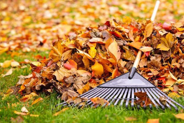 Leaves Removal in Concord