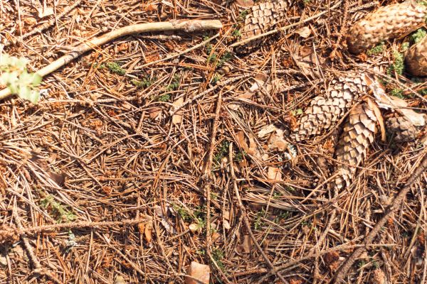 Pine Needles Removal in Concord