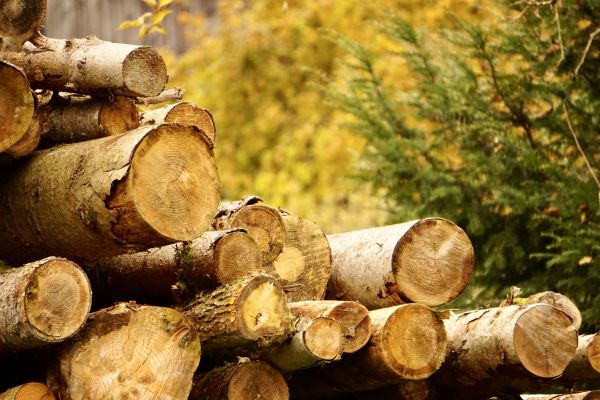 Wood Pile Removal in Concord