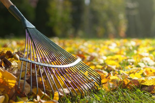 Leaf Raking Service in Concord