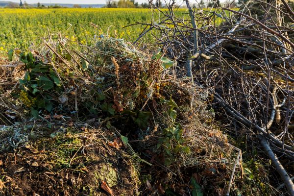Brush Disposal in Concord