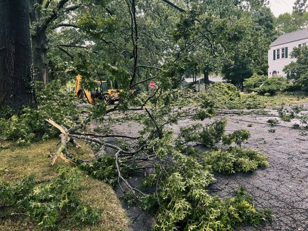 Tree Branch Disposal in Concord