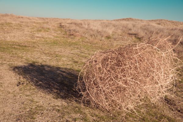Tumbleweed Removal in Concord