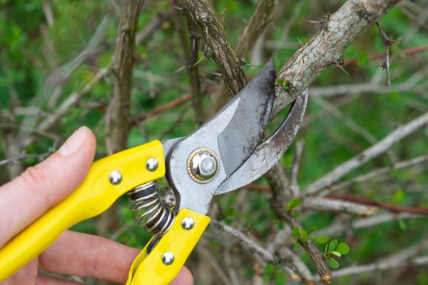 Limbs Removal in Concord