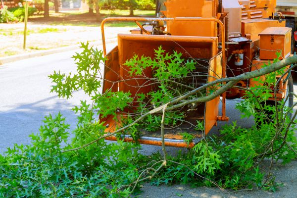 Tree Branches Removal in Concord