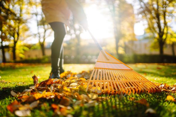 Leaves Raking in Concord