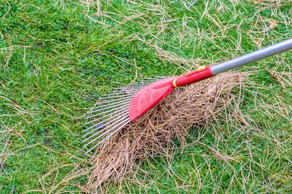 Yard Raking in Concord