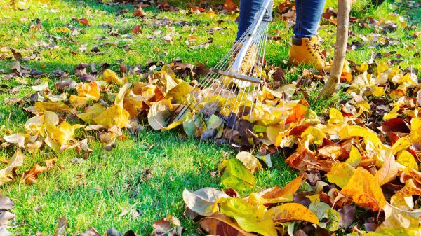 Lawn Cleanup Service in Concord