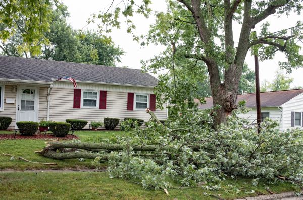 Fallen Branch Removal in Concord