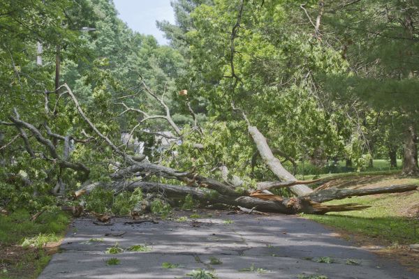 Tree Debris Removal in Concord